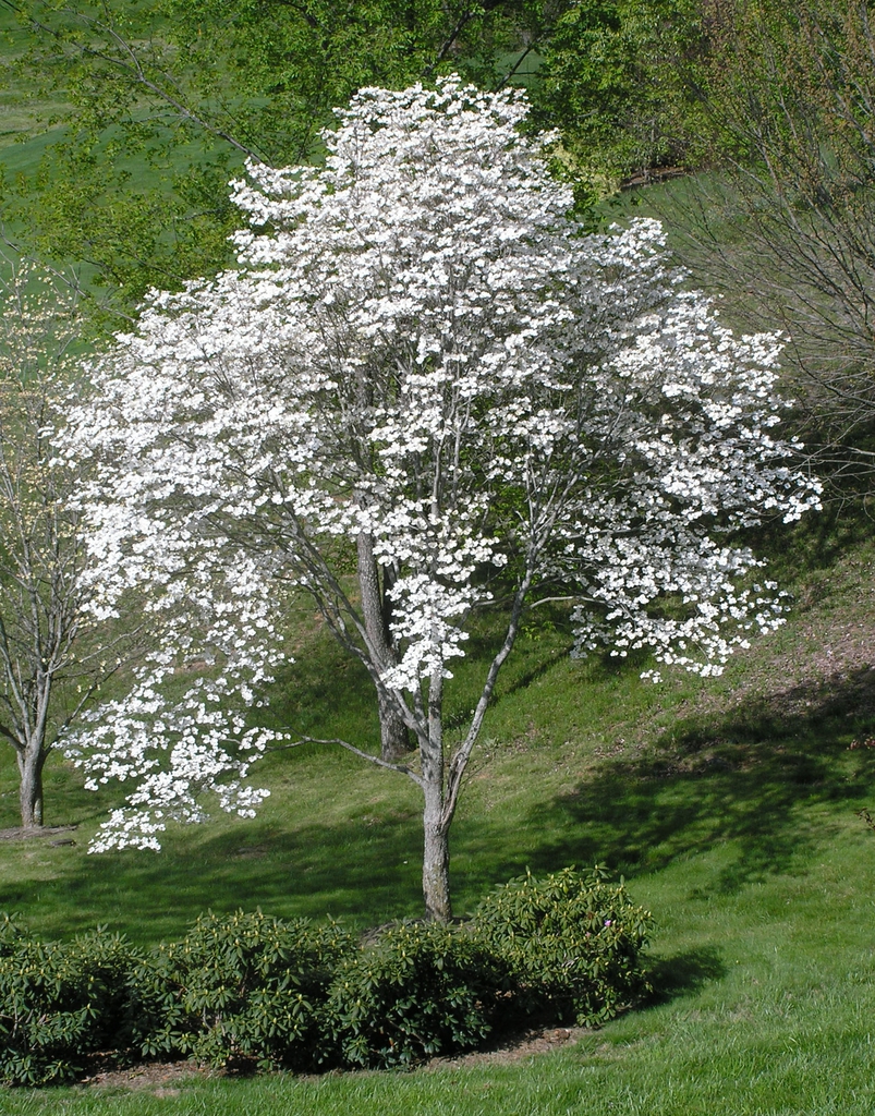 Form