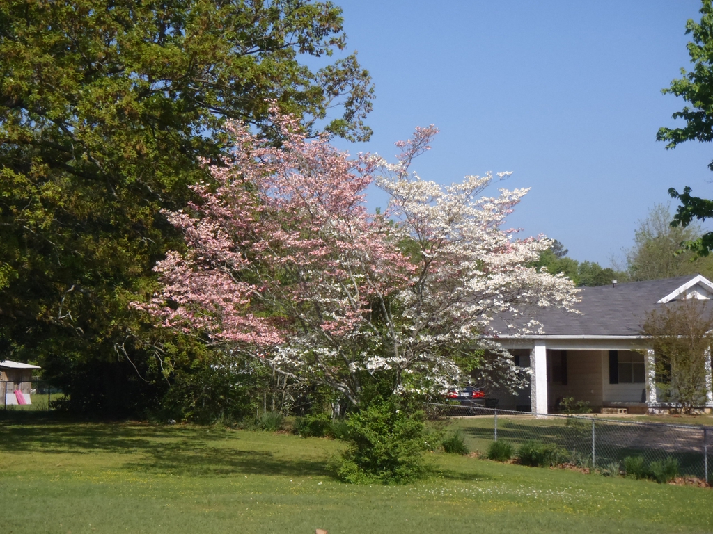 Cornus florida