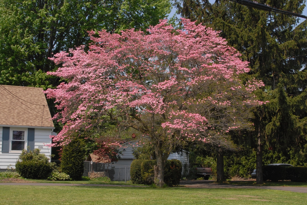 Cornus florida Tree