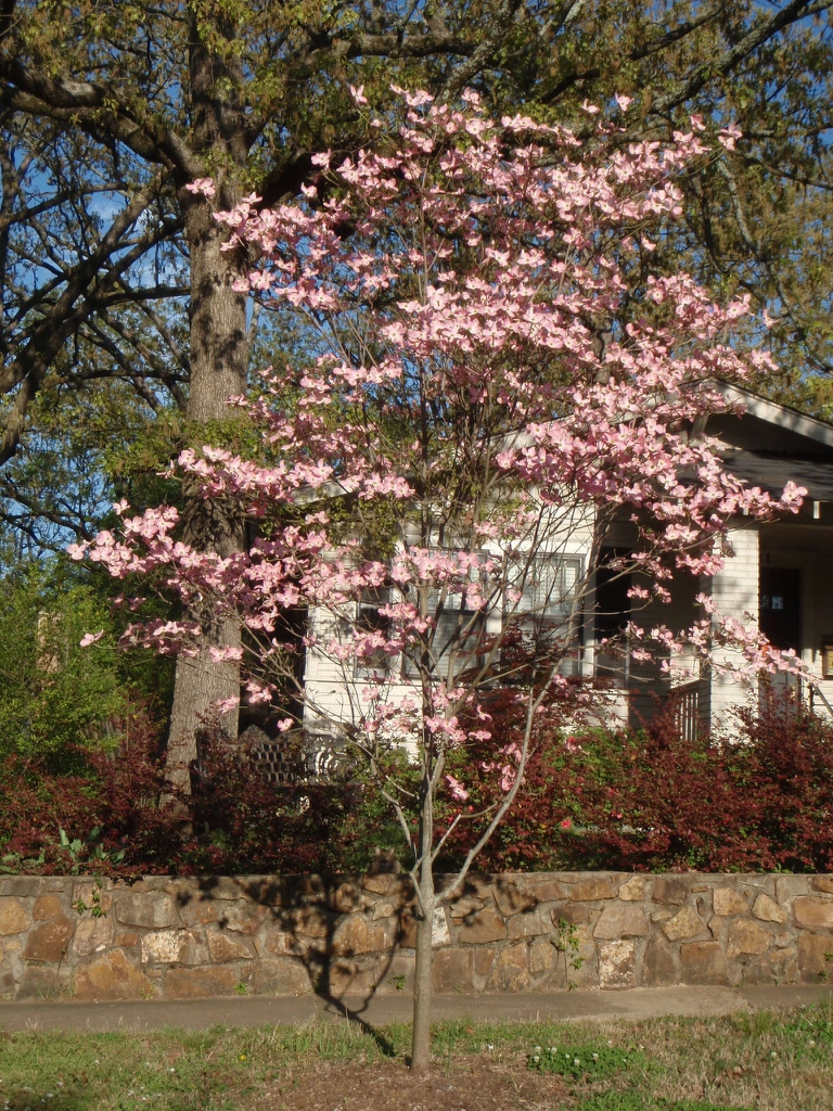 Cornus florida
