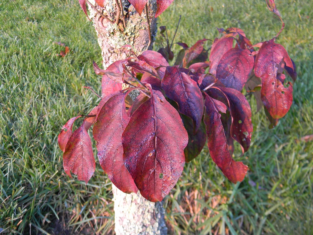 Cornus florida