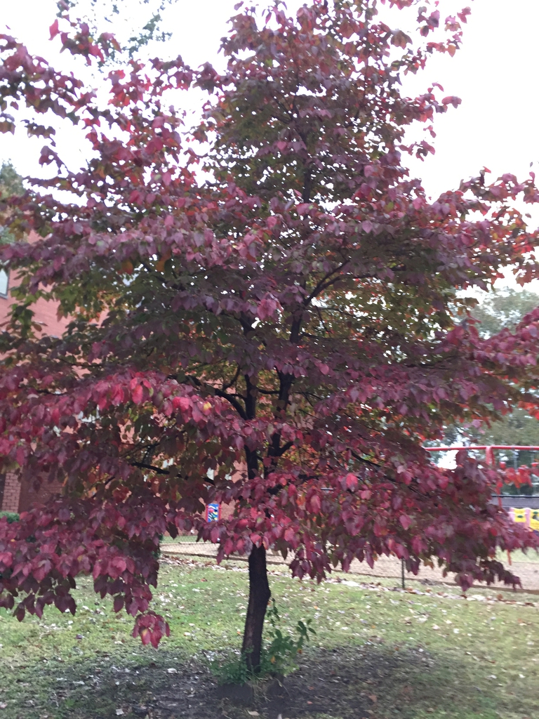Fall form