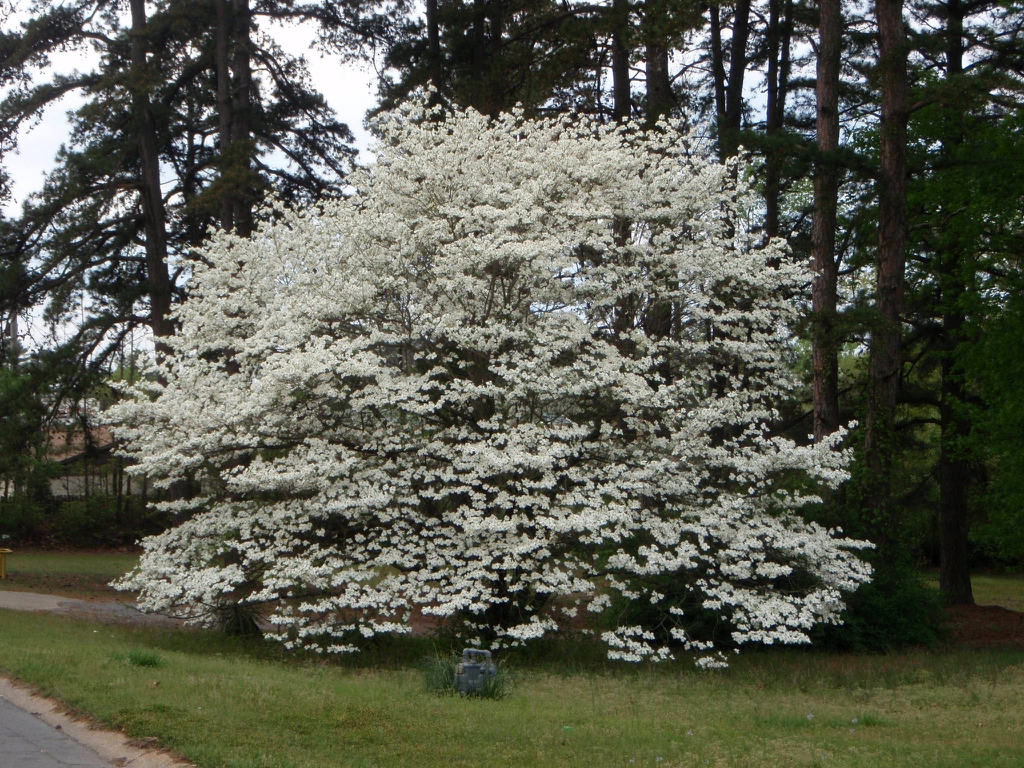 Cornus florida