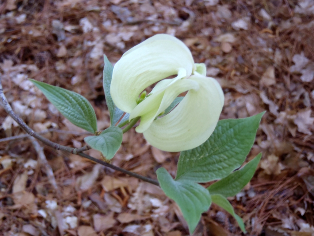 Cornus florida