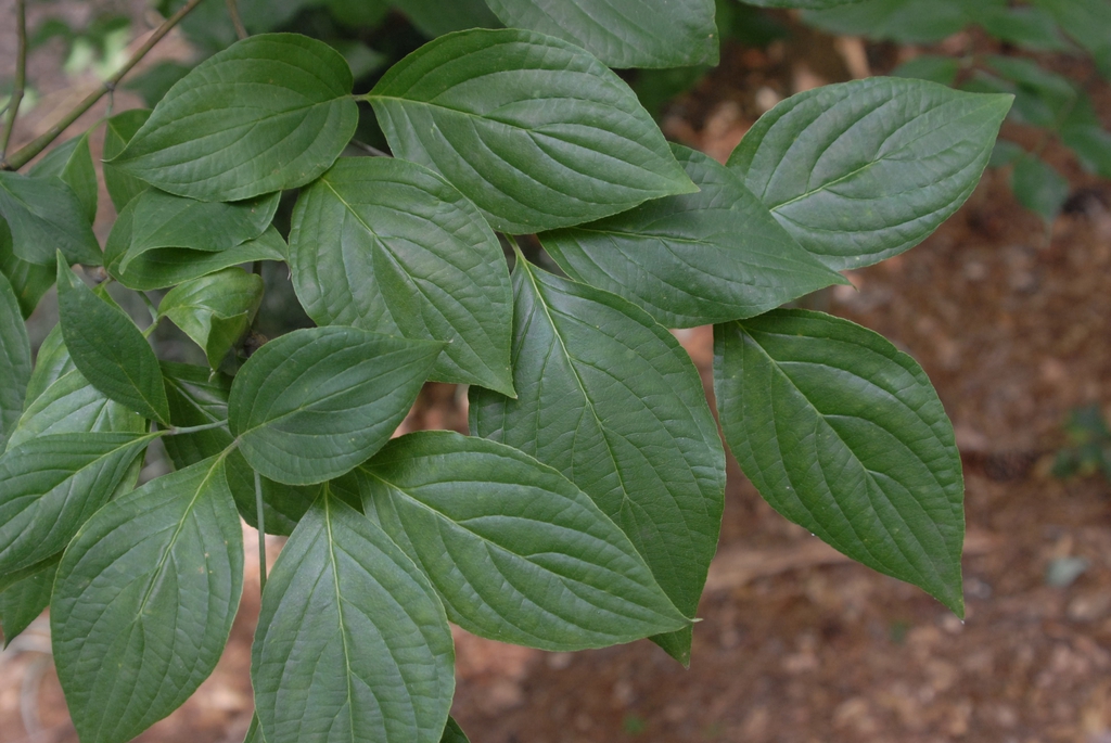 Cornus florida 'pringlei'