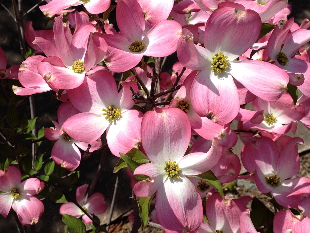 Cornus florida