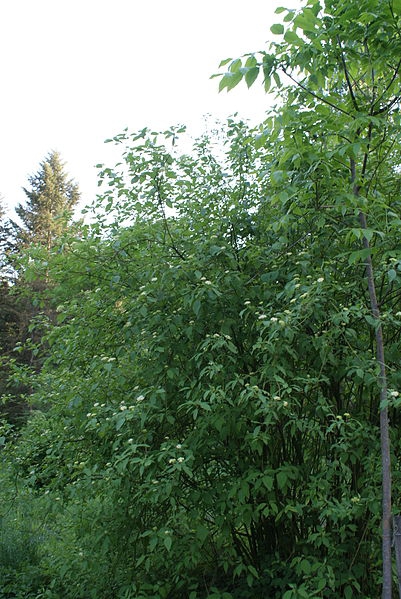 Cornus foemina