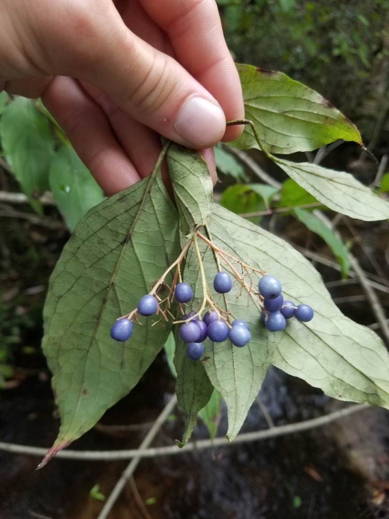 Hand cradling a leafy branch with blue berry-like fruits.