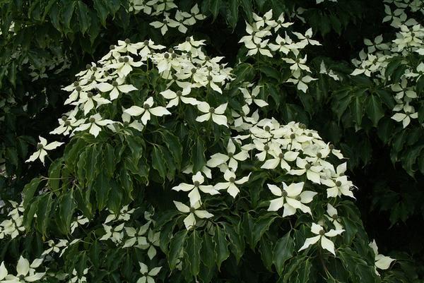 Cornus kousa