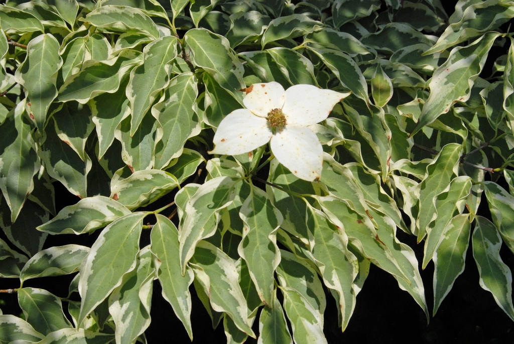 Cornus kousa