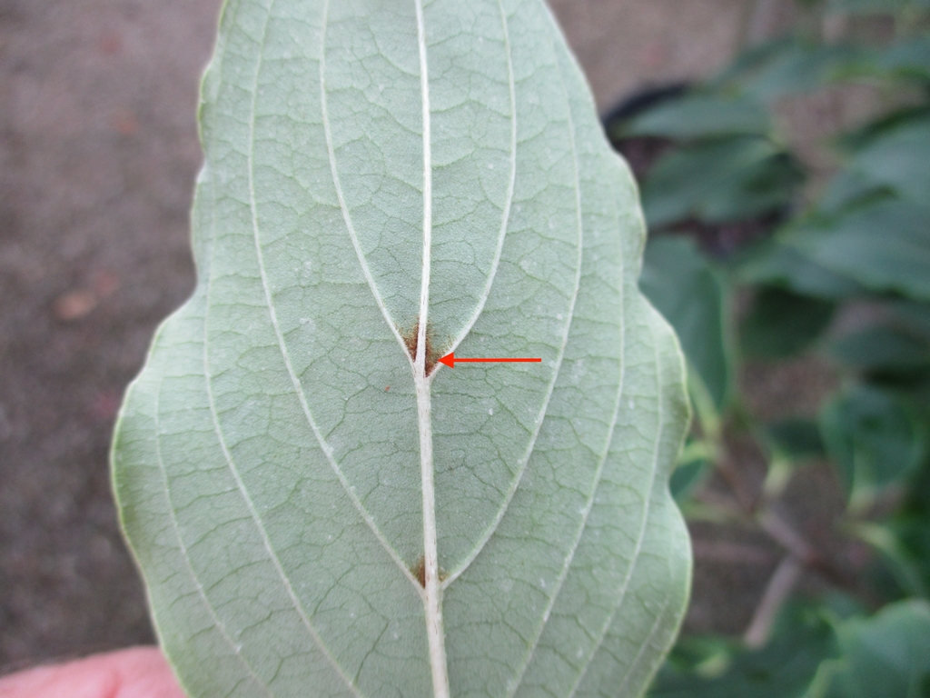 Brown axillary tufts of hairs on the back side of the leaf