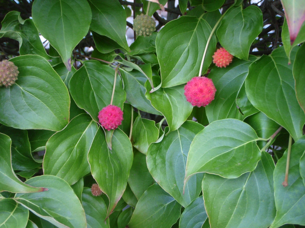 Cornus kousa - berry with green foliage