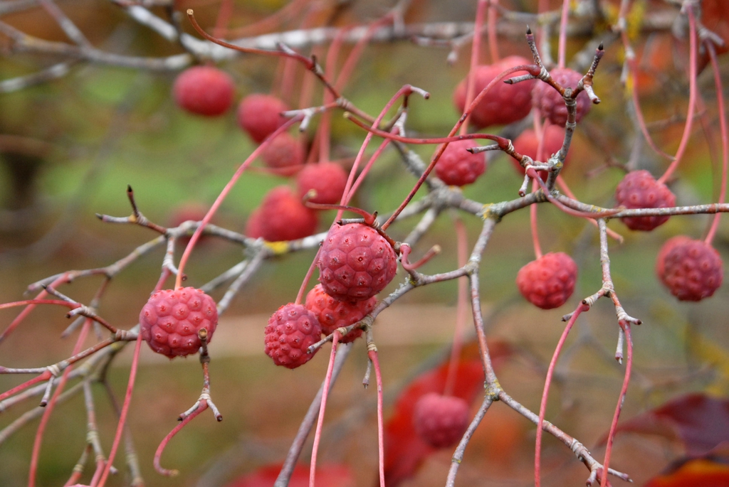 Cornus kousa - berry up close with no foliage