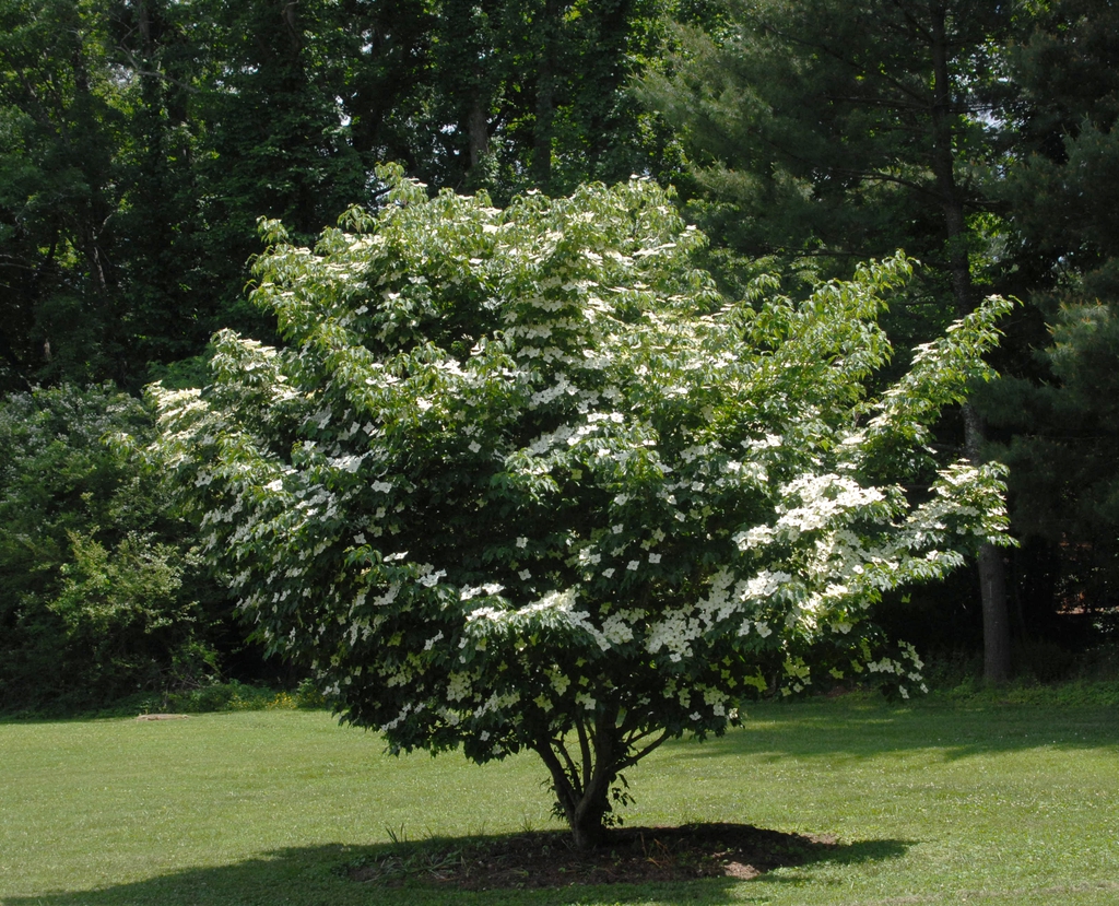 Cornus kousa