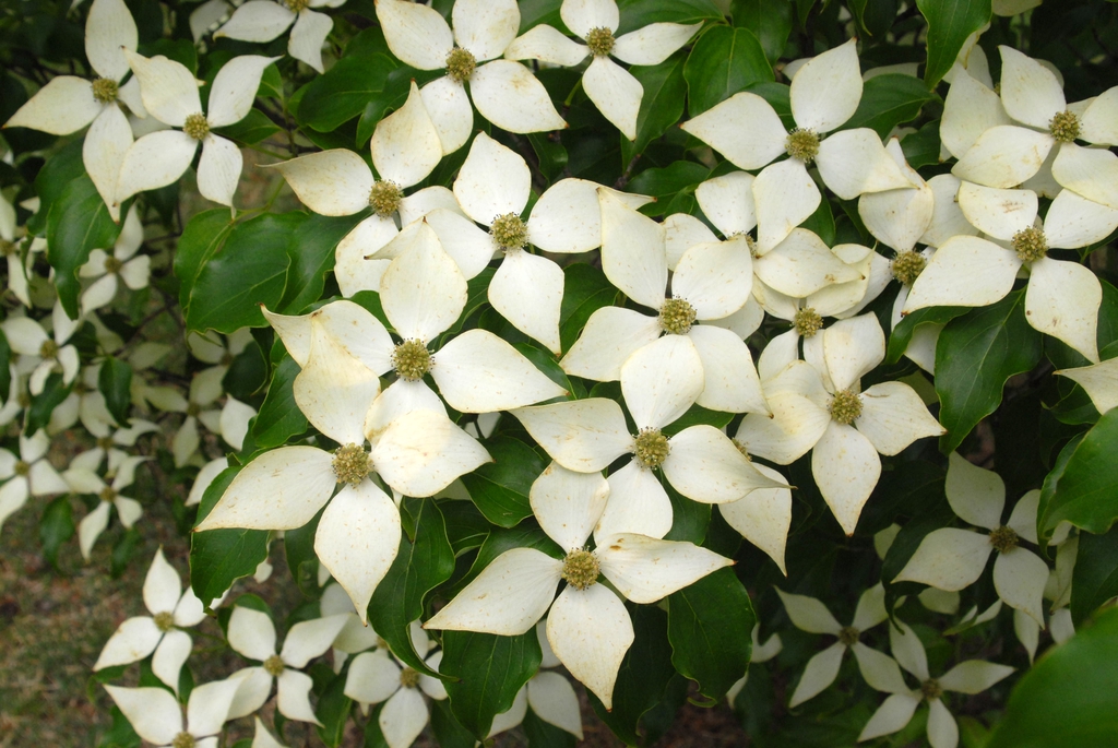 Cornus kousa