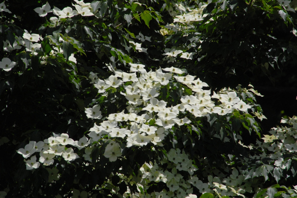 Cornus kousa