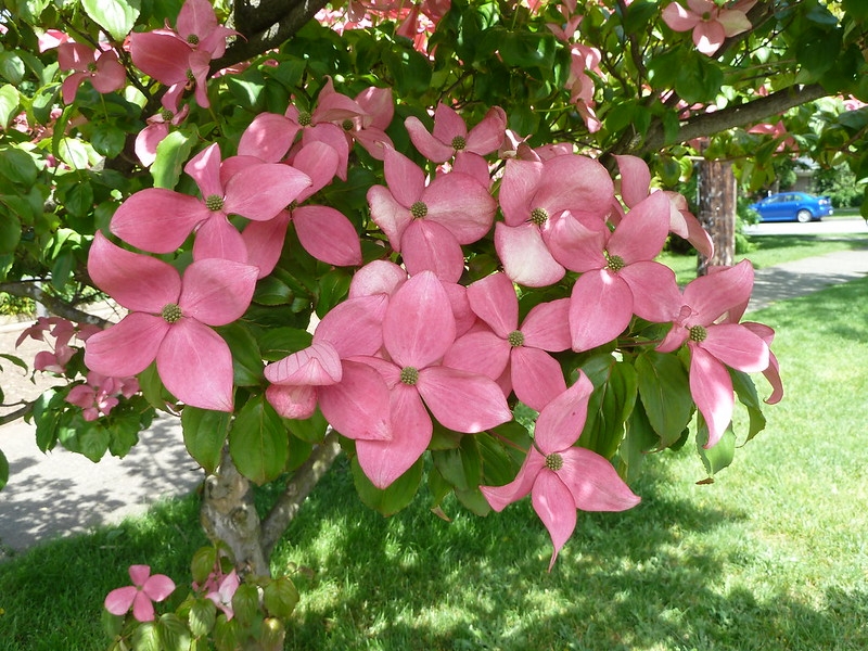 Flower clusters subtended by four pink bracts.