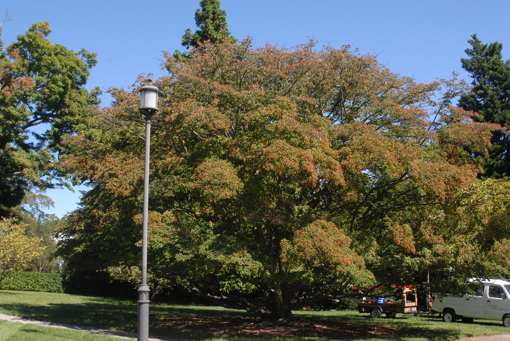 Cornus kousa