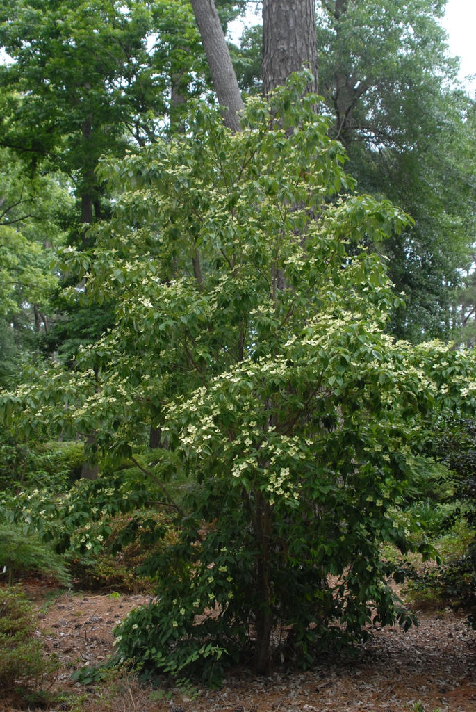 Cornus kousa