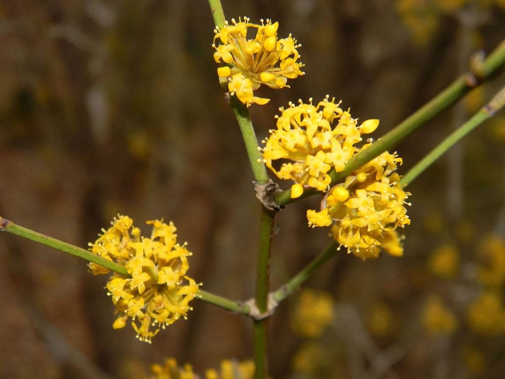'Golden Glory' Yellow Flowers -Late Winter - Buncombe Co., NC