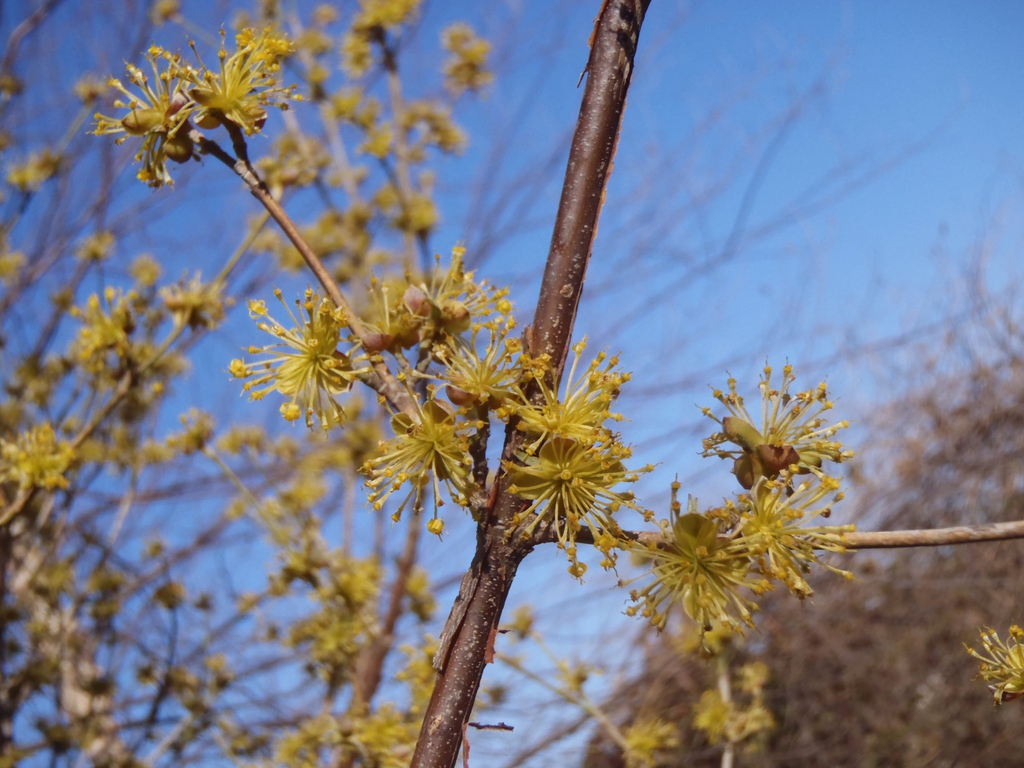 Cornus mas