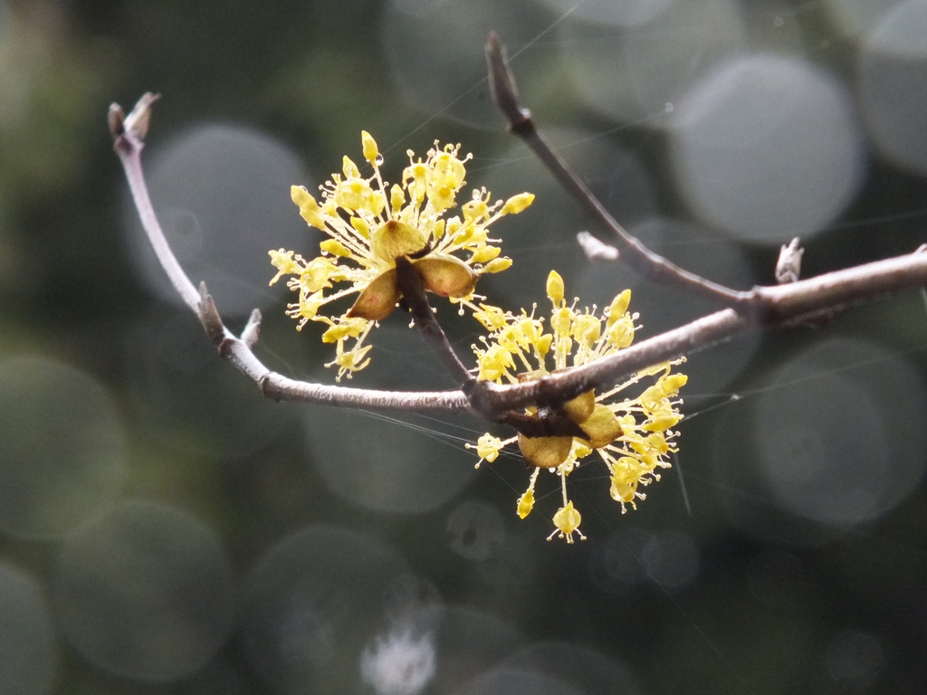 leaves and flowers
