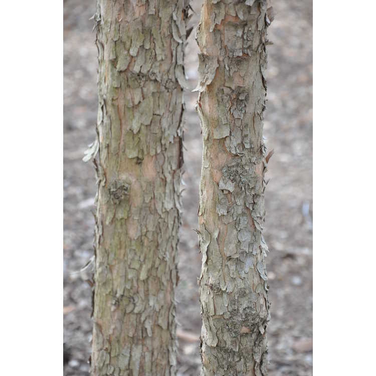 Trunk and bark of tree