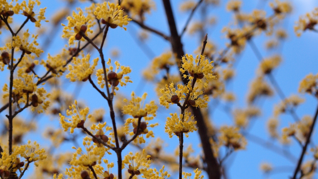 leaves and flowers