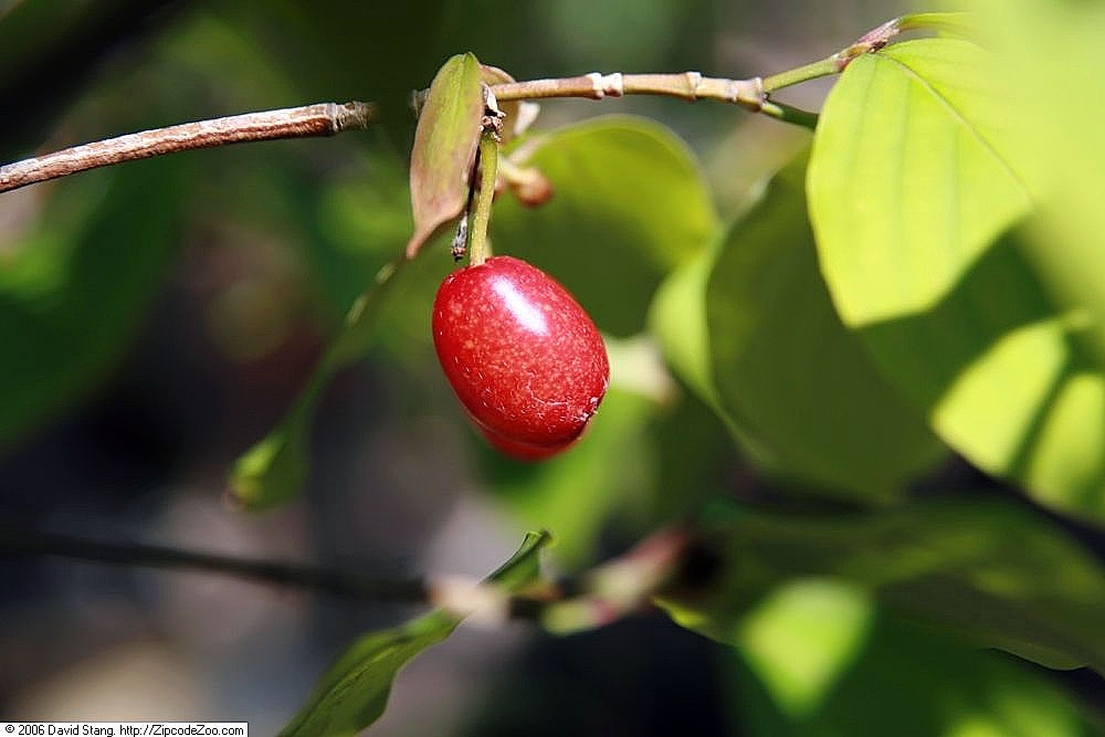 leaves and berry