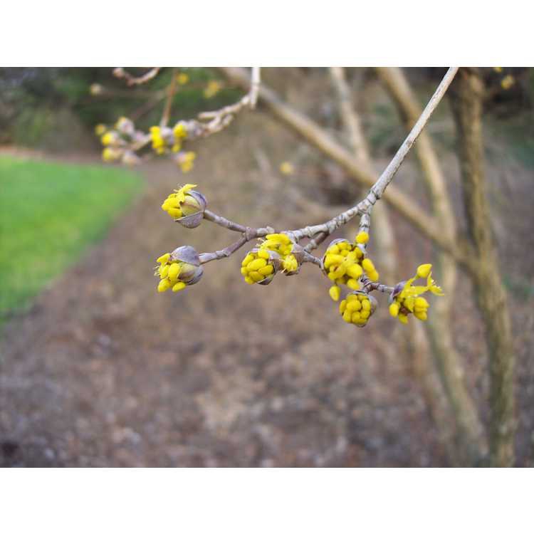 leaves and flowers