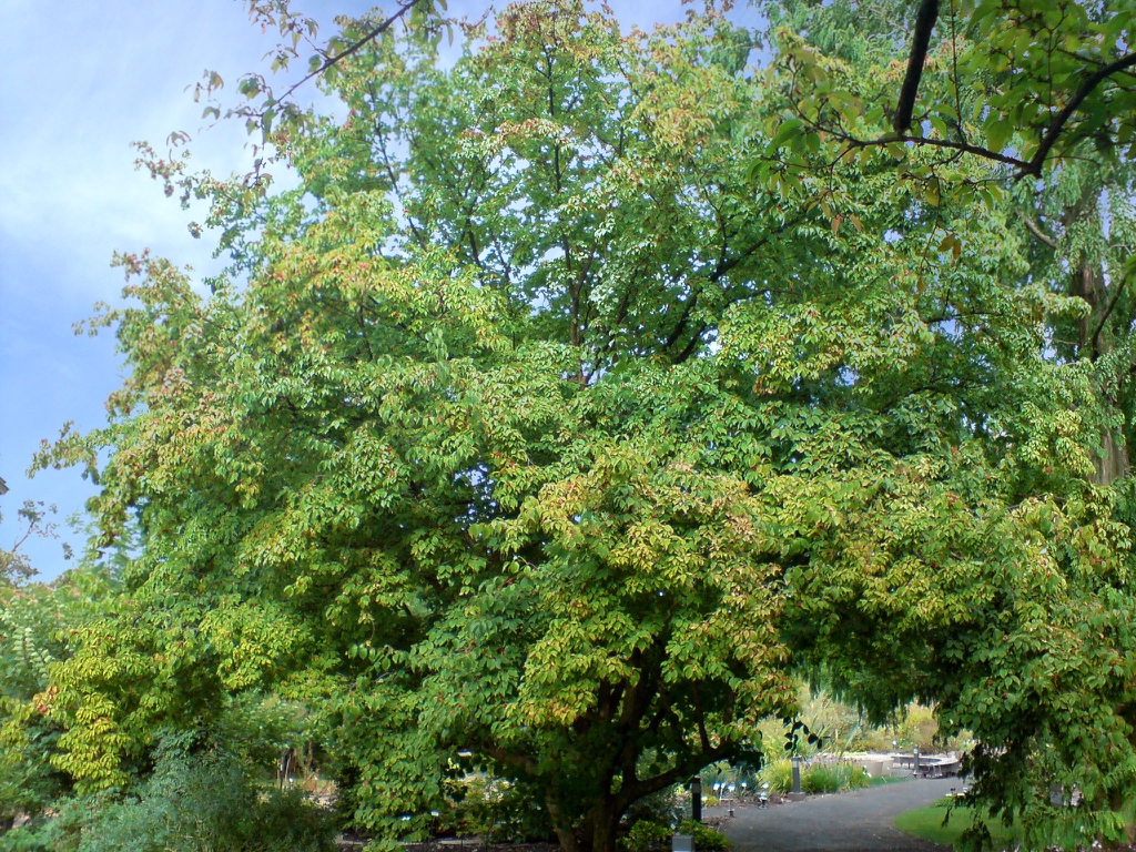 leaves