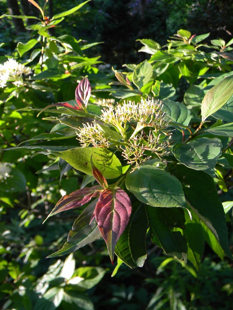 Cornus alba