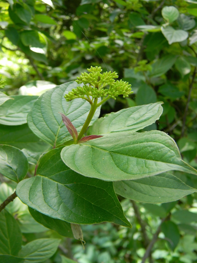 Cornus alba