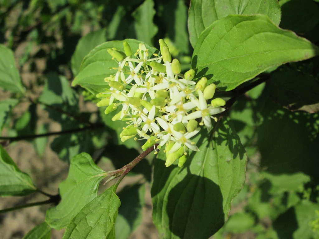 Cornus sanguinea flower and leaves