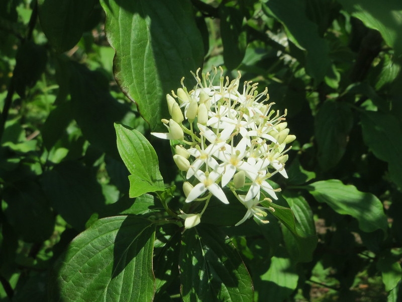 A cluster of white, star-like flowers