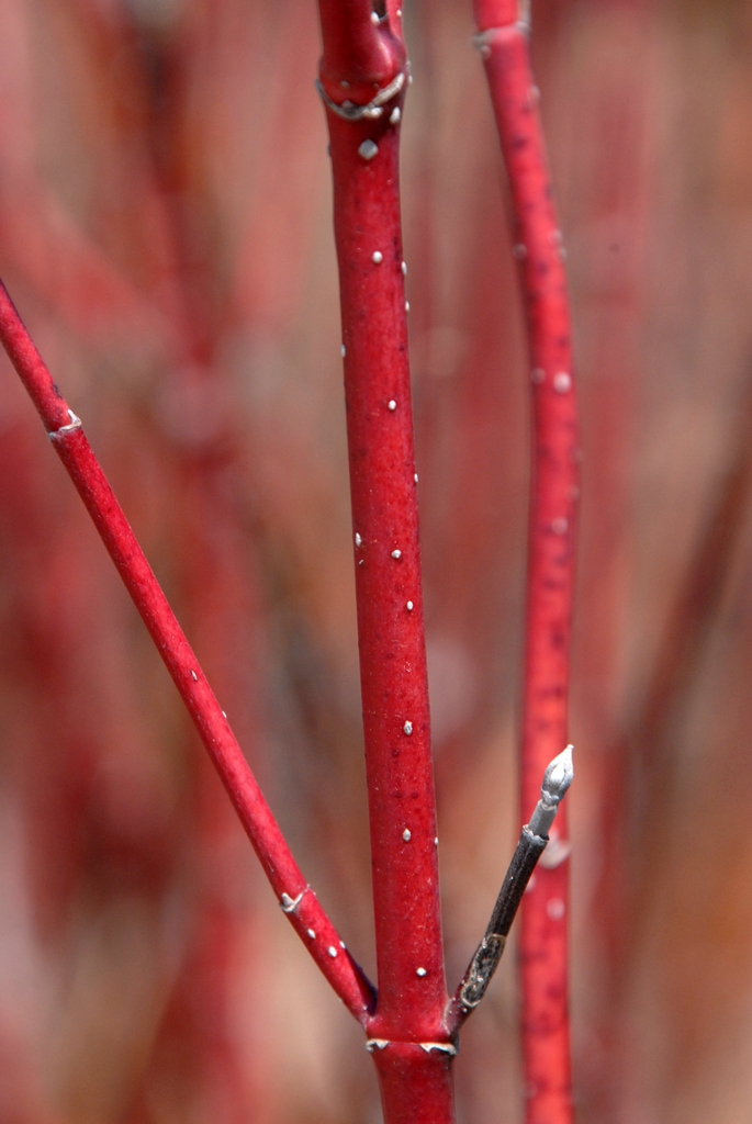 Cornus sericea