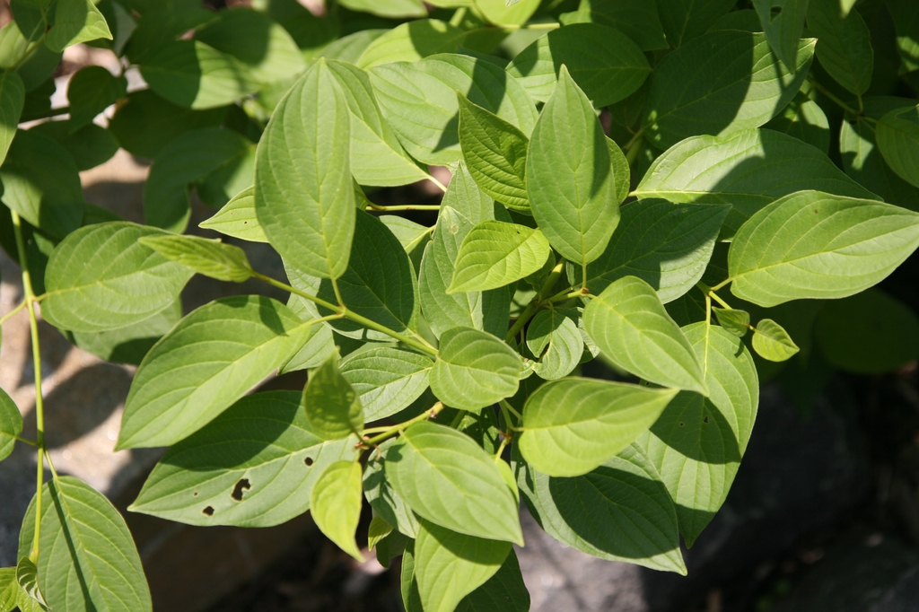 Cornus sericea Flaviramea leaves