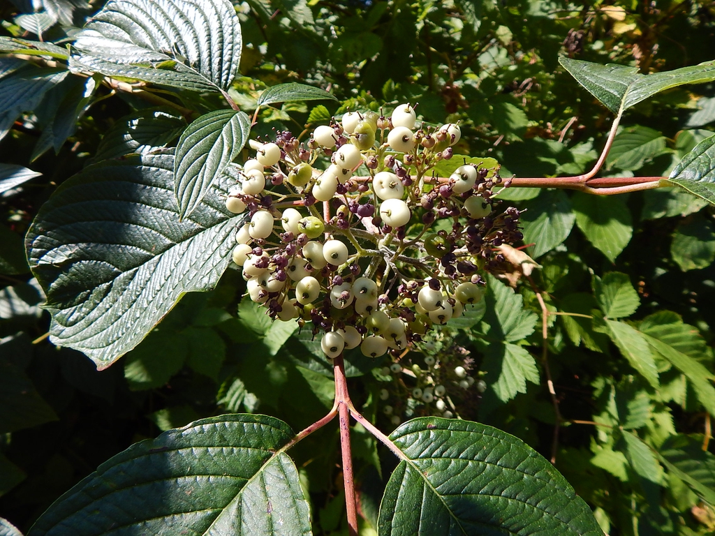 White berries
