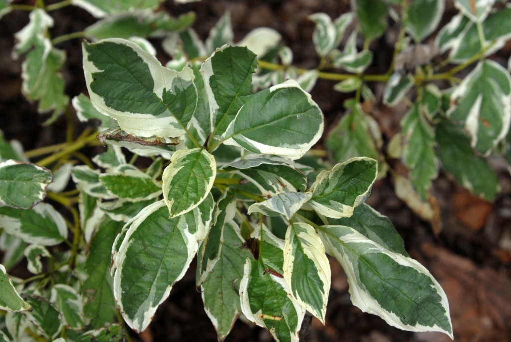 Cornus sericea