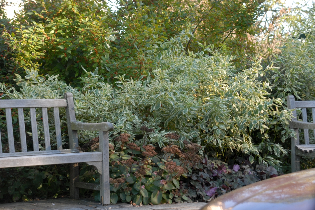 Cornus sericea