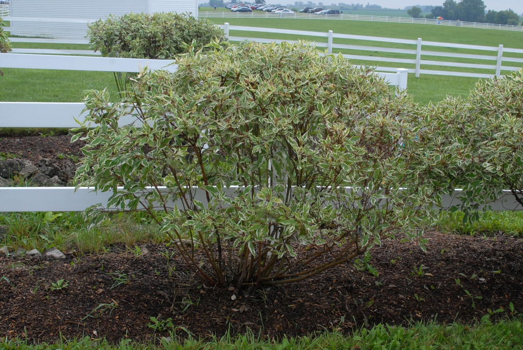 Cornus sericea 'Sibirica Variegata' - variegated full bush