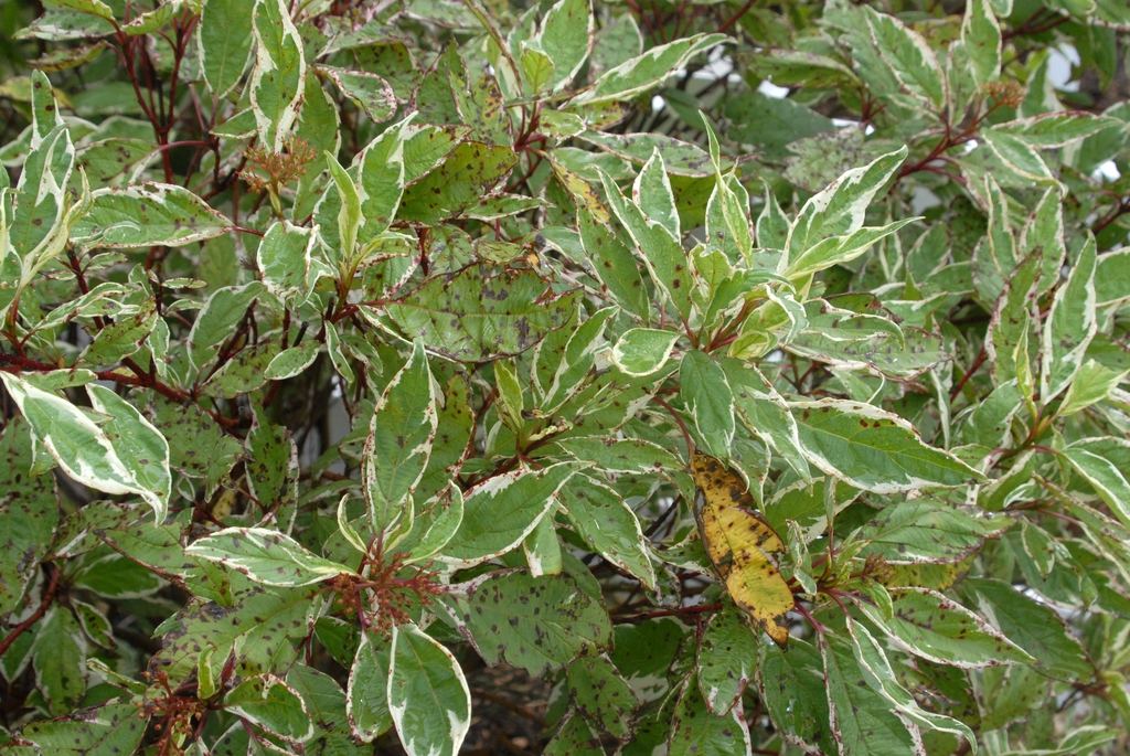 Cornus sericea 'Sibirica Variegata' - variegated foliage