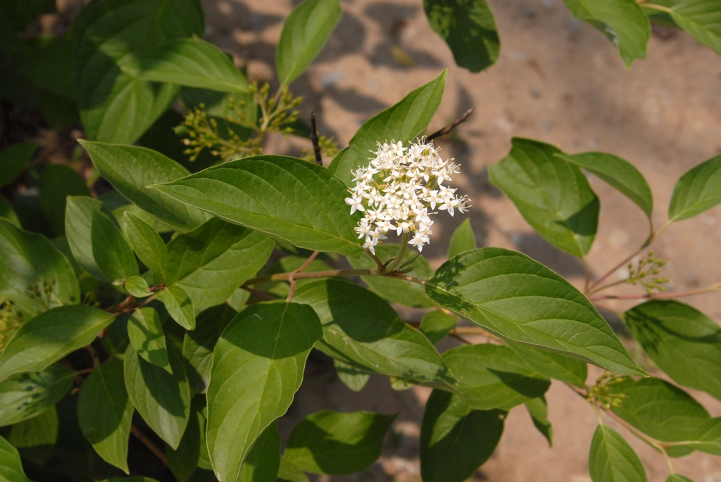 Cornus sericea