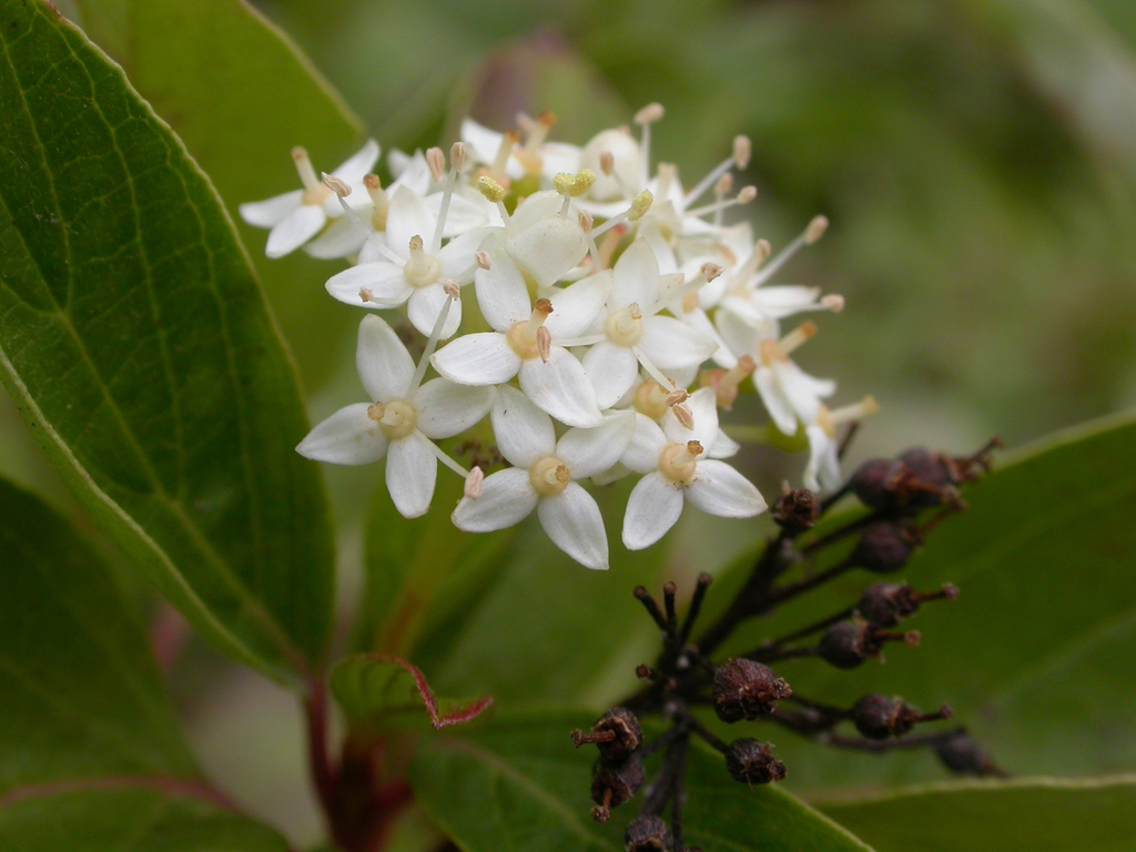 Cornus sericea flowers 2