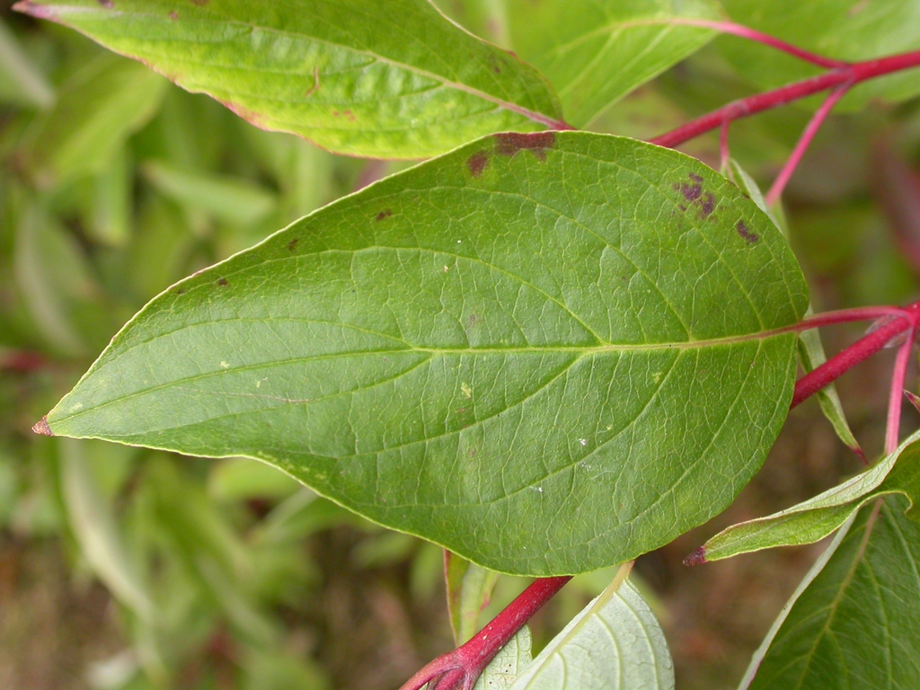 Ovate leaves with reticulate veins and smooth margins.