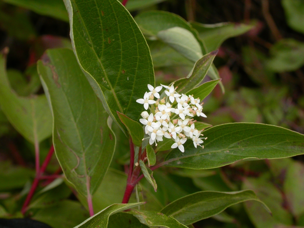 Cornus sericea summer flower