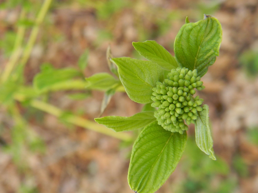 Cornus sericea 'Flaviramea'