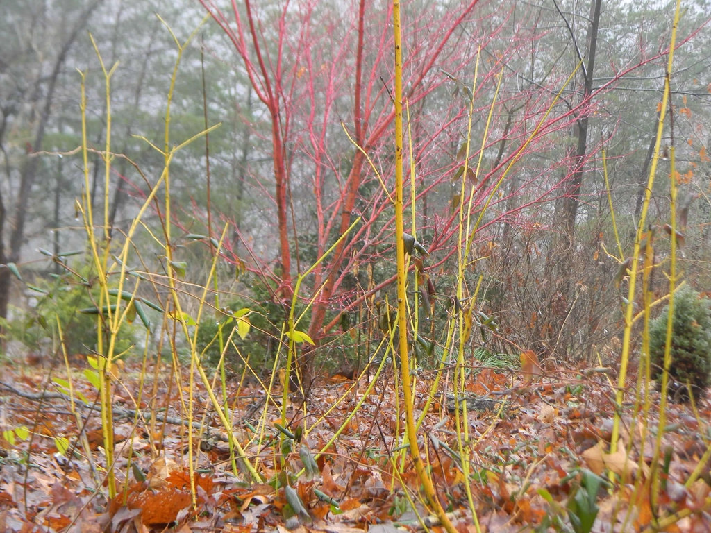 Cornus sericea 'Flaviramea'