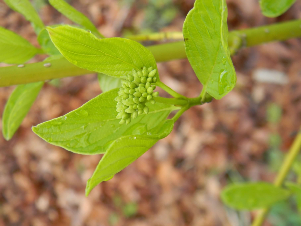 Cornus sericea 'Flaviramea'