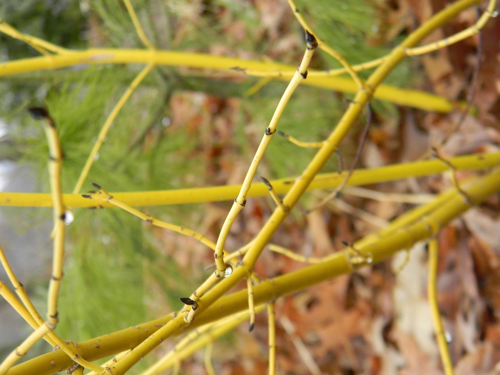 Cornus sericea 'Flaviramea'